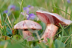 Amethyst deceiver mushrooms grows in blooming purple violets