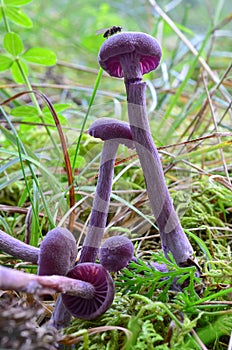 Amethyst Deceiver mushrooms photo