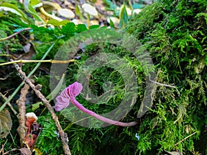 Amethyst Deceiver pink mushroom photo