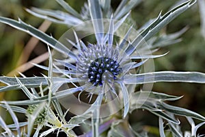 Amethyst eryngo (Eryngium amethystinum)