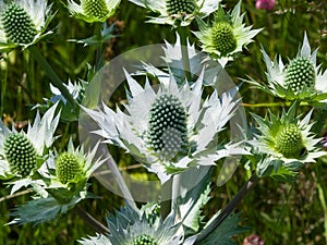 Amethyst Sea Holly or Eryngo flower buds close-up, selective focus, shallow DOF