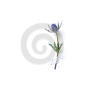 Amethyst Sea Holly Flower on white paper background