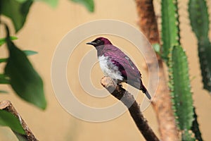 Amethyst starling