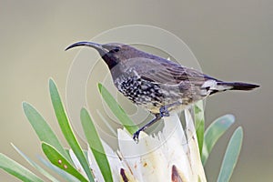 Amethyst Sunbird