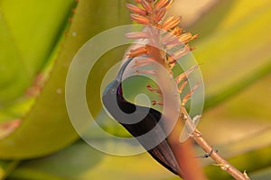 Amethyst sunbird sucking nectar from a nectar flower in South Africa