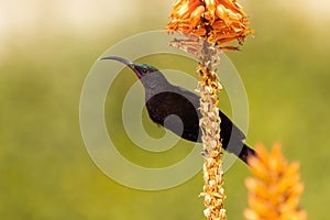 Amethyst sunbirds feeding on nectar with green background.
