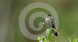 Amethyst-throated Sunangel Heliangelus amethysticollis photo