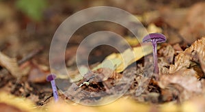 Amethyst varnish mushroom growing in the forest