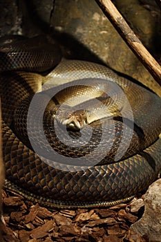 Amethystine Python - Morelia amethistina