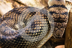 Amethystine python & x28;Morelia amethistina& x29; looking down on head photo