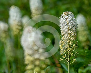 Amianthium muscitoxicum blooming in the sun