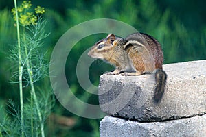 Chipmunk Perched On Stack Of Stones Horizontal Sciuridae photo