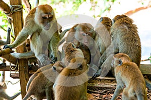 Amicable family of monkeys are kept together