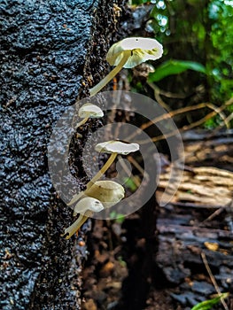Amazon mushrooms, located in the national forest of the Tapajos, within the Amazon. photo