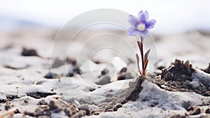 Flowers purple bloom, barren winter landscape signals resurgence.AI Generated photo