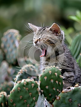 Amidst a cactus garden, a sleepy kitten yawns widely, displaying a moment of pure feline relaxation in nature.