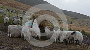 Amidst cloudy conditions, Scottish Blackface sheep can be observed enjoying hay from the feeder