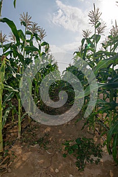 Amidst the cornfields and blue skies on farmland on a farm