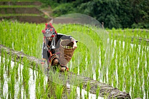 Amidst vibrant greenery of rice field, a young native woman, adorned in colorful traditional attire, bends down to check plant,