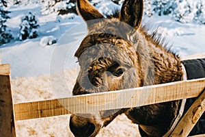 Amigo Donkey in Whichurch photo