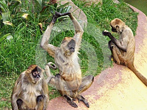 3 amigo monkeys photo
