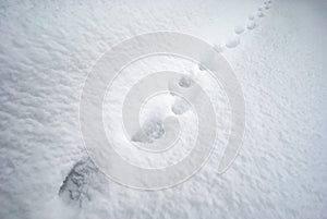 Aminal tracks on snow photo