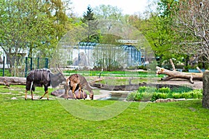 Aminal in Zoo photo