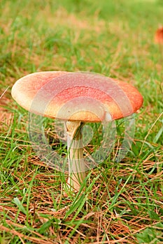 Aminita Muscaria - poisonous mushroom