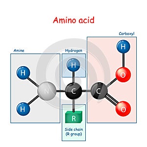 Amino acid. structural formula and model of molecule