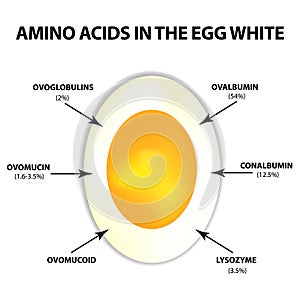 Amino acids in egg white. Infographics. Vector illustration on isolated background.