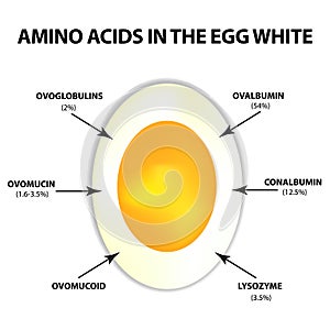 Amino acids in egg white. Infographics. Vector illustration on isolated background. photo