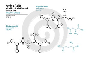 Amino Acids with Electrically Charged Side Chains. Aspartic and Glutamic Acids. Structural Chemical Formula and Line Model