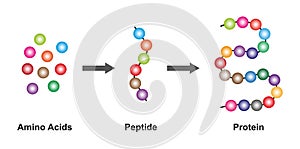 Amino acids, Peptides And Proteins