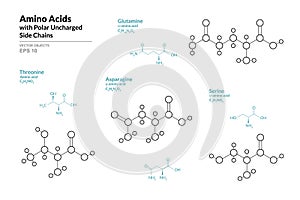 Amino Acids with Polar Uncharged Side Chains. Threonine, Glutamine, Asparagine, Serine. Structural Chemical Formula and Line Model