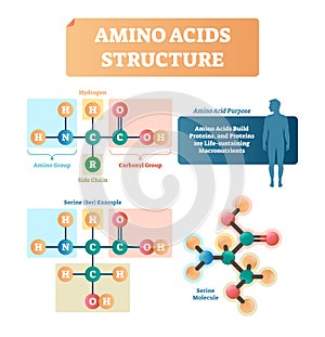 Amino acids structure vector illustration. Serine molecule diagram.