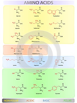 Amino acids table