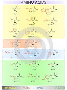 Amino acids table photo