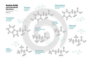 Amino Acids. Tryptophan, Tyrosine, Phenylalanine, Leucine, Alanine, Isoleucine, Valine, Methionine. Structural Chemical Formula