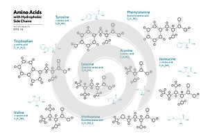 Amino Acids. Tryptophan, Tyrosine, Phenylalanine, Leucine, Alanine, Isoleucine, Valine, Methionine. Structural Chemical Formula photo