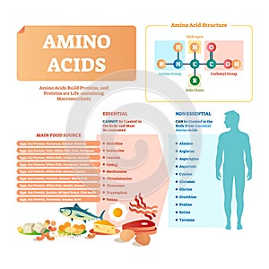 Amino acids vector illustration. List with food and essential acids.