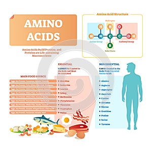 Amino acids vector illustration. List with food and essential acids. photo