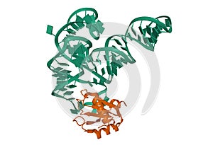 Aminoacyl-tRNA synthetase ribozyme green complexed with small ribonucleoprotein brown