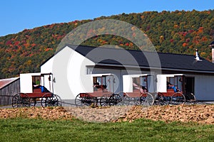 Amish Barn with Buggies Parked alongside