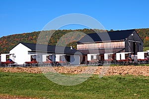 Amish Barn with Buggies Parked alongside