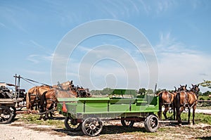 Amish buggies