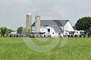 Amish buggies gathering