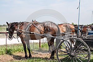 Amish buggies