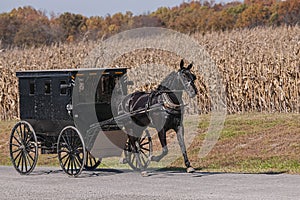 Amish buggy on a country road