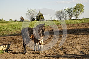 Amish buggy horse and colt