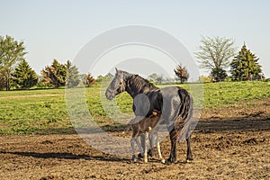 Amish buggy horse and colt